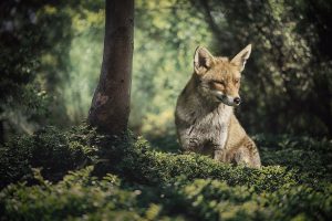 fox, forest, wild animal-3010691.jpg